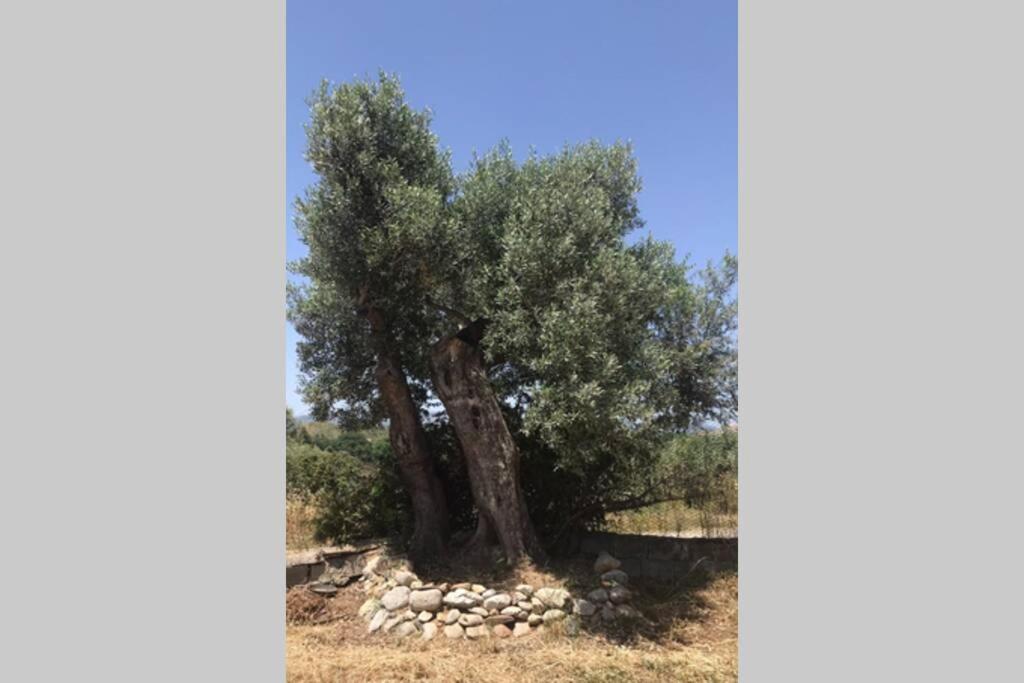 הוילה Monasterace Relax E Tranquillita מראה חיצוני תמונה
